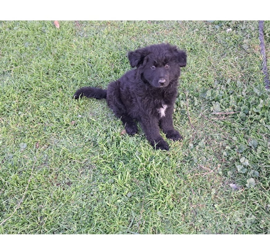 Gatos en Venta Quillota Hijuelas - Fotos de Hermosos cachorros pastor aleman