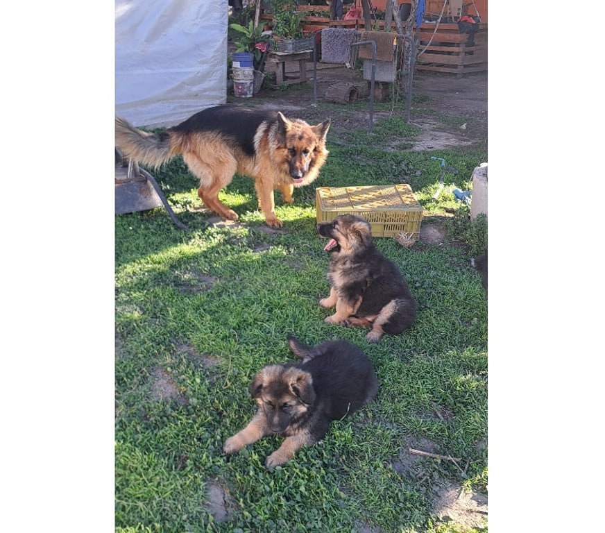 Gatos en Venta Quillota Hijuelas - Fotos de Hermosos cachorros pastor aleman