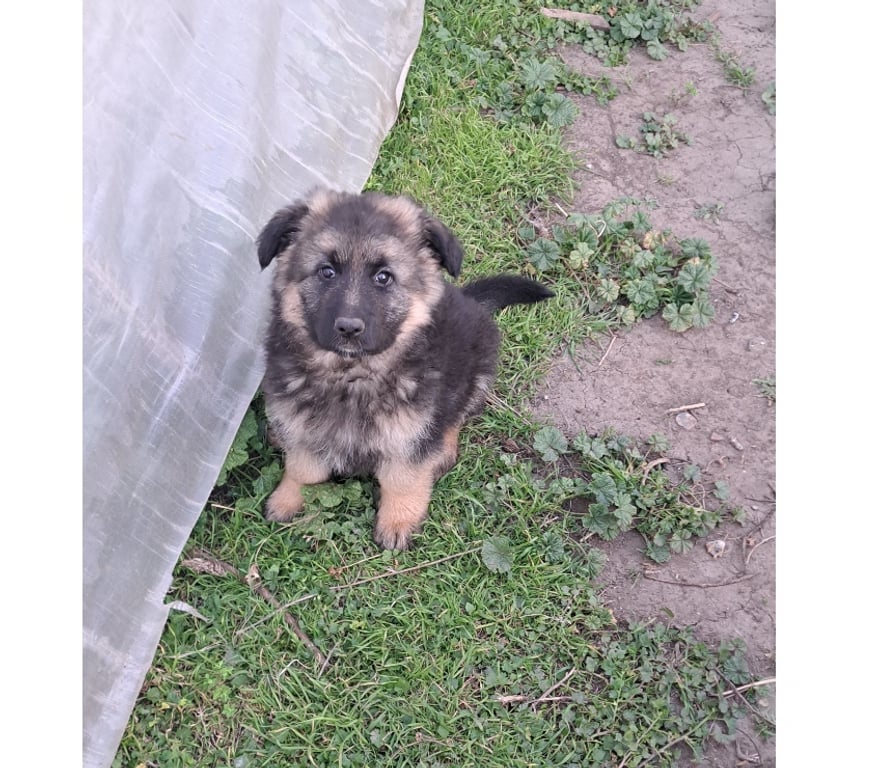 Gatos en Venta Quillota Hijuelas - Fotos de Hermosos cachorros pastor aleman