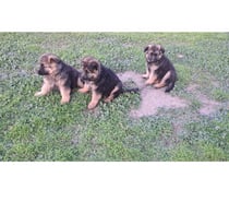 Hermosos cachorros pastor aleman