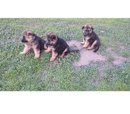 Perros en Venta Hijuelas Quillota - Fotos de Hermosos cachorros pastor aleman