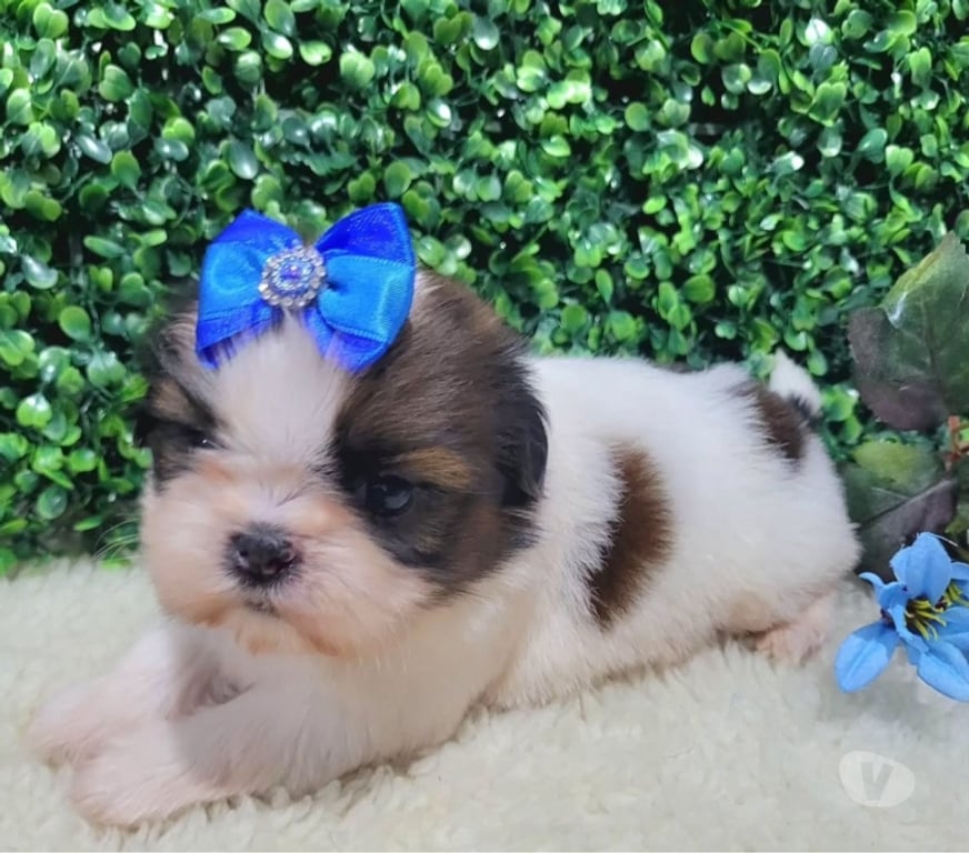 Gatos en Venta Santiago Las Condes - Fotos de Cachorros Shih Tzu Preciosos 929232753