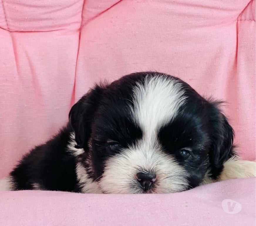Gatos en Venta Santiago Las Condes - Fotos de Cachorros Shih Tzu Preciosos 929232753