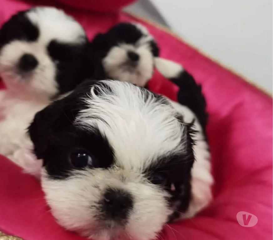 Gatos en Venta Santiago Las Condes - Fotos de Cachorros Shih Tzu Preciosos 929232753