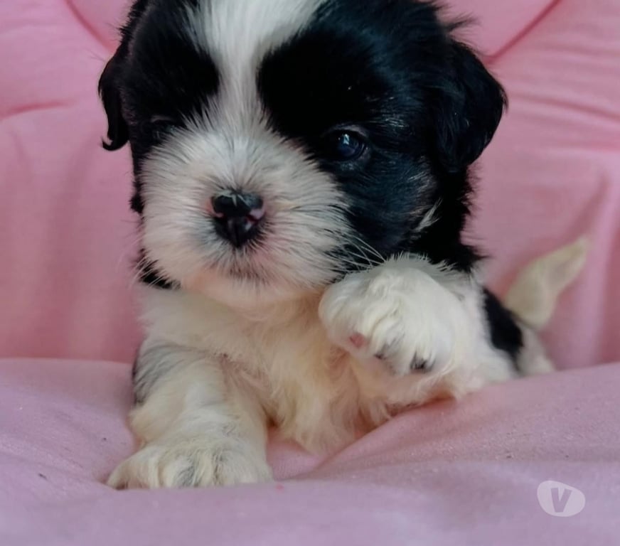 Gatos en Venta Santiago Las Condes - Fotos de Cachorros Shih Tzu Preciosos 929232753