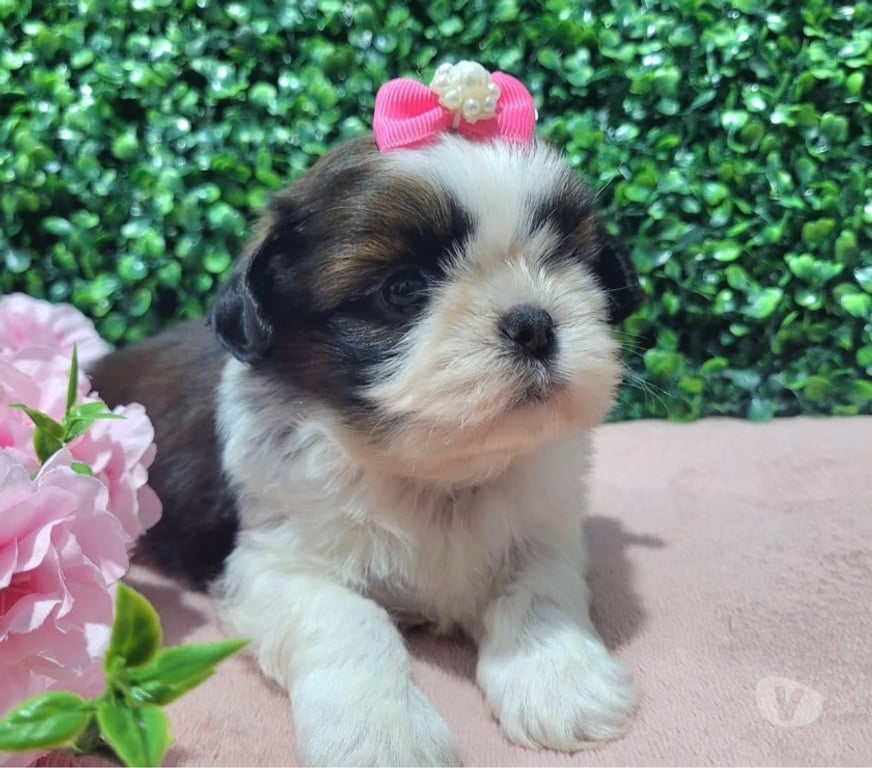 Gatos en Venta Santiago Las Condes - Fotos de Cachorros Shih Tzu Preciosos 929232753