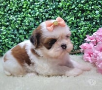Cachorros Shih Tzu Preciosos 929232753