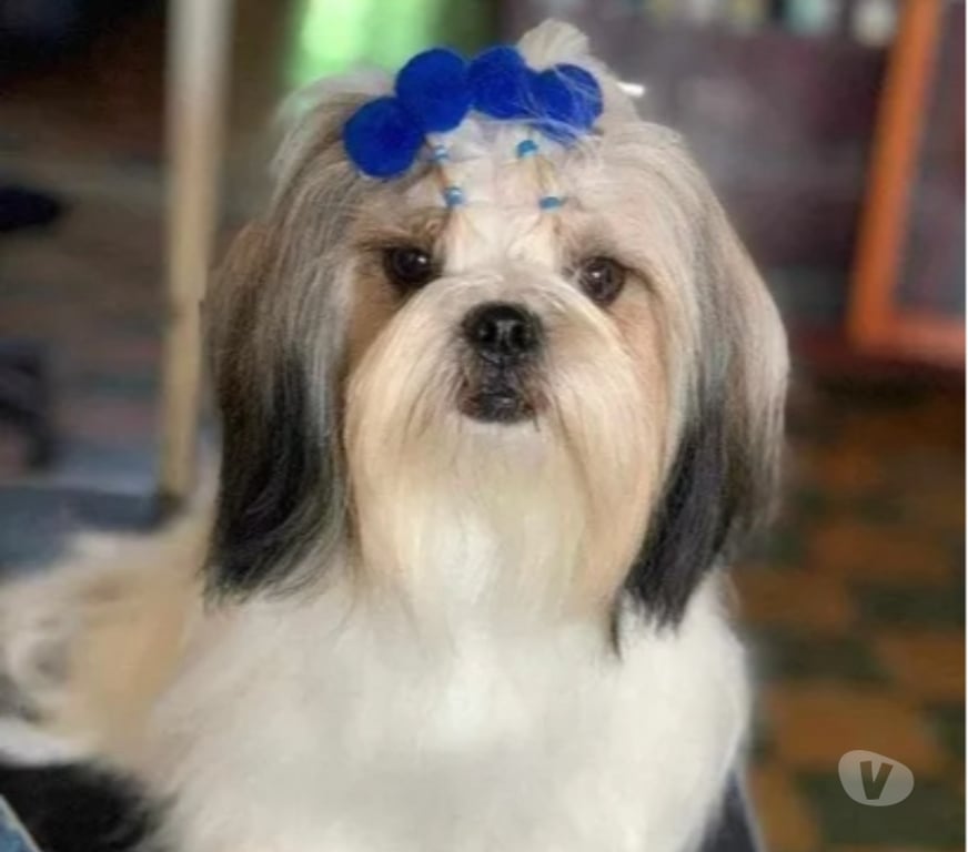 Gatos en Venta Santiago La Reina - Fotos de Lindos Cachorros Shih Tzu Preciosos 929232753