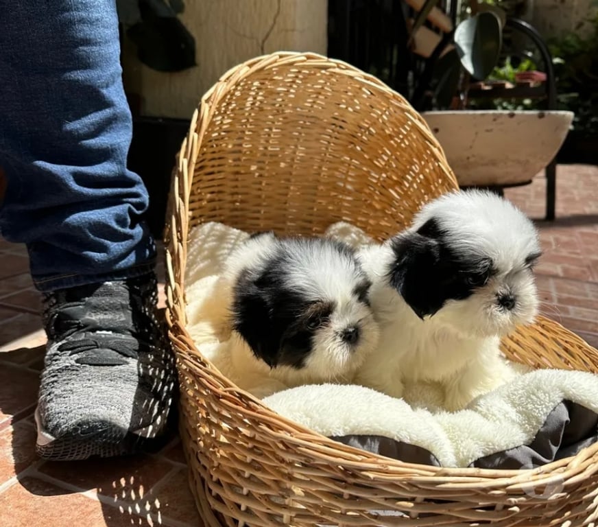 Gatos en Venta Santiago La Reina - Fotos de Lindos Cachorros Shih Tzu Preciosos 929232753