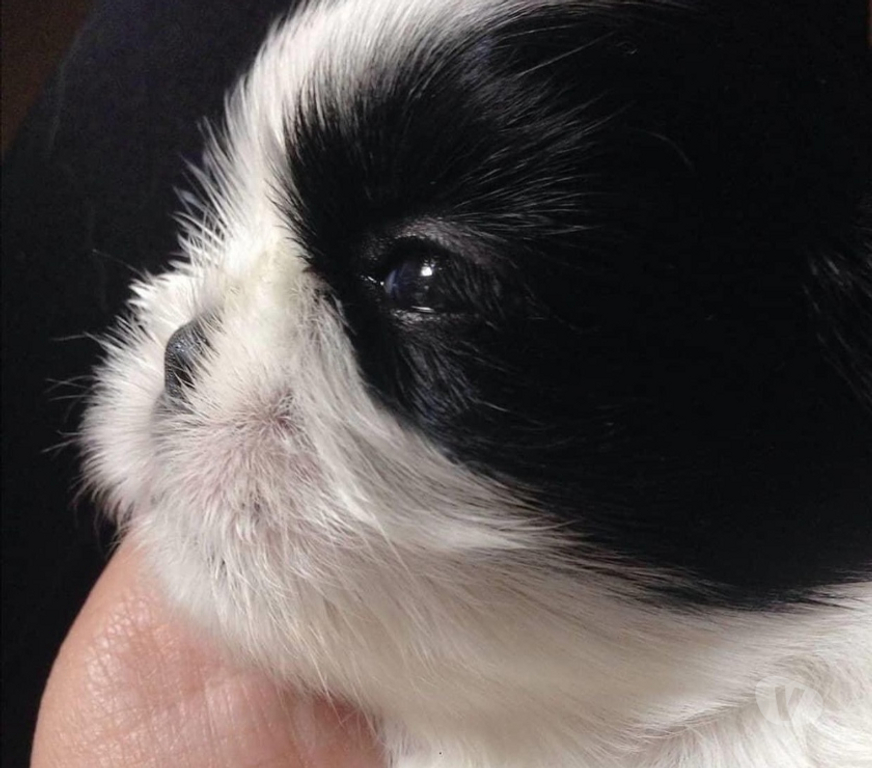 Gatos en Venta Santiago La Reina - Fotos de Lindos Cachorros Shih Tzu Preciosos 929232753