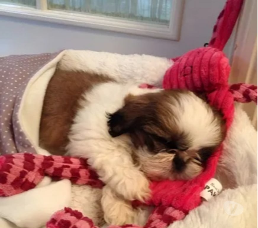 Gatos en Venta Santiago La Reina - Fotos de Lindos Cachorros Shih Tzu Preciosos 929232753