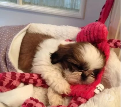 Mascotas en Chile La Reina Santiago - Fotos de Lindos Cachorros Shih Tzu Preciosos 929232753