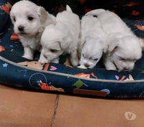 Cachorritos Poodle toy