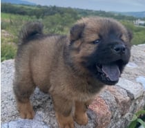 Cachorritos Chow Chow