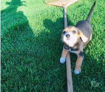 Hermosos beagles Valdivia
