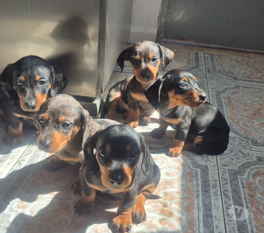 Gatos en Venta Valparaíso Viña del Mar - Fotos de Salchichas !Leer!