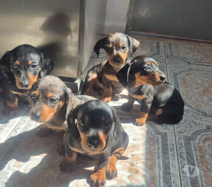Perros en Venta Viña del Mar Valparaíso - Fotos de Salchichas !Leer!