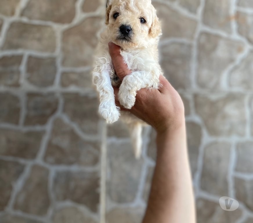 Gatos en Venta Santiago La Cisterna - Fotos de Hermosos Micro toys Hembritas