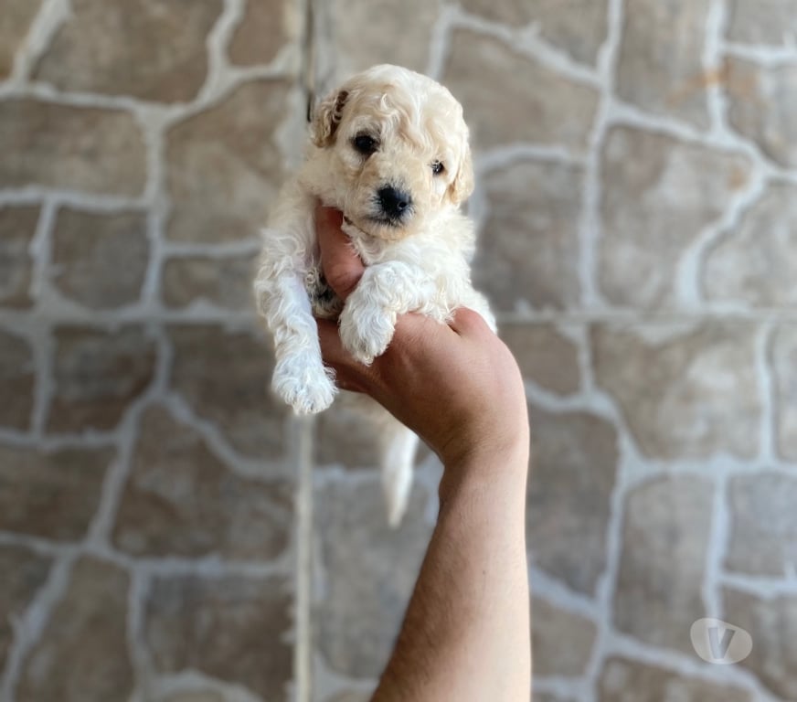 Gatos en Venta Santiago La Cisterna - Fotos de Hermosos Micro toys Hembritas