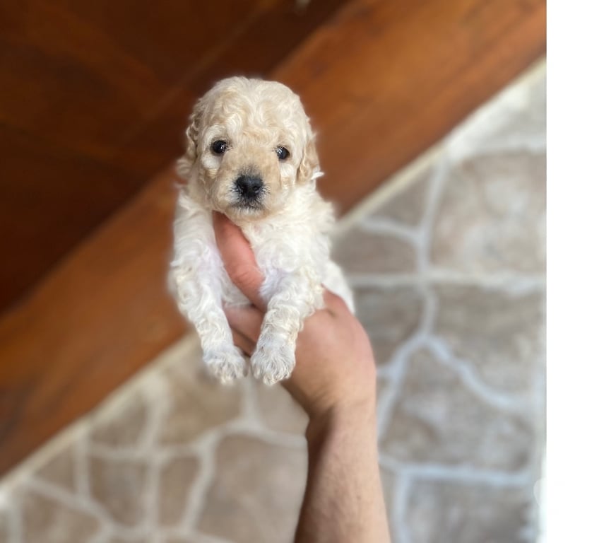 Gatos en Venta Santiago La Cisterna - Fotos de Hermosos Micro toys Hembritas