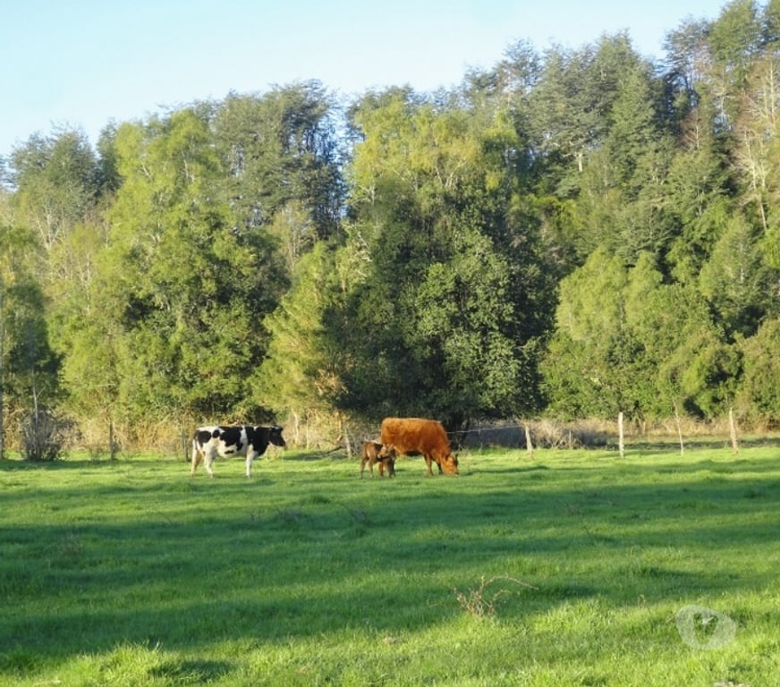 Venta de Haciendas Valdivia Máfil - Fotos de Espectacular Campo de 54 hás en Mafil cerca de Valdivia