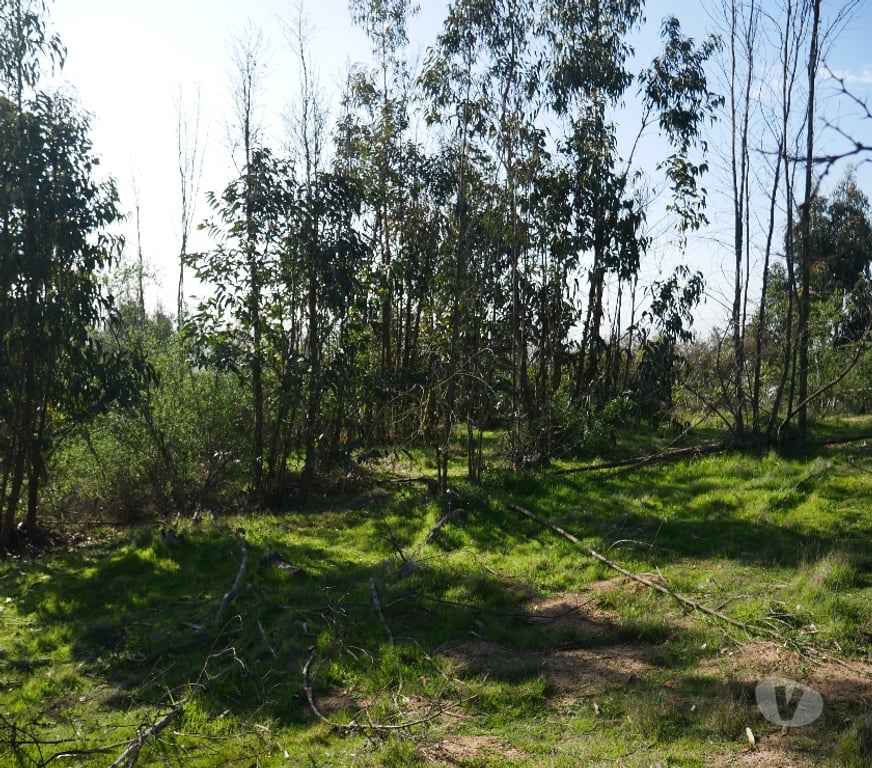 Parcelas en Venta Valparaíso Villa Alemana - Fotos de Oportunidad parcelas 6130 mts cuadrados Limache