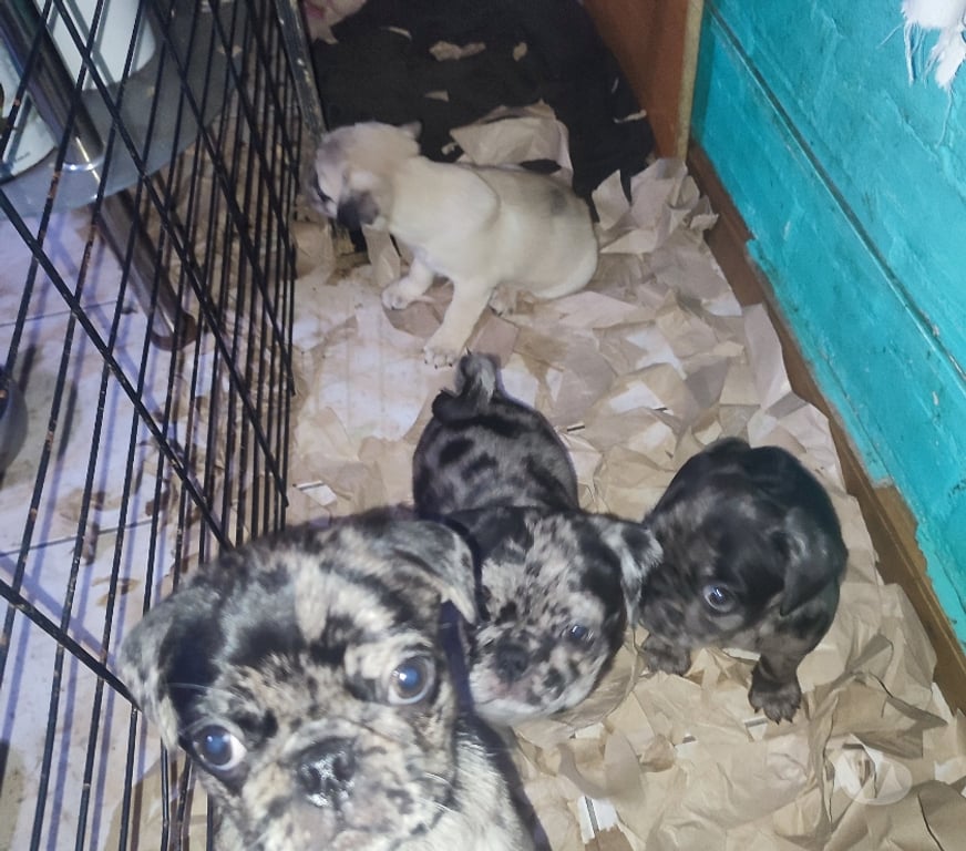 Gatos en Venta Santiago La Pintana - Fotos de Pug merles exotico