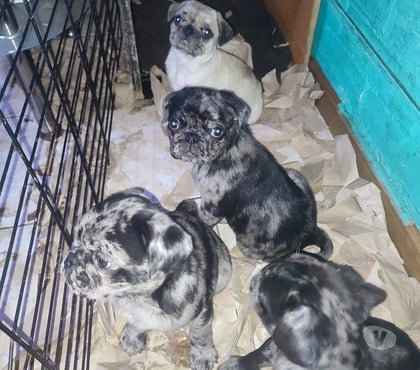 Mascotas en Venta La Pintana Santiago - Fotos de Pug merles exotico