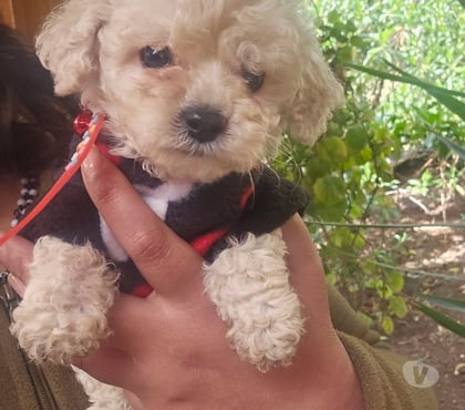 Perros en Venta Osorno Osorno - Fotos de Poodle toy lindos
