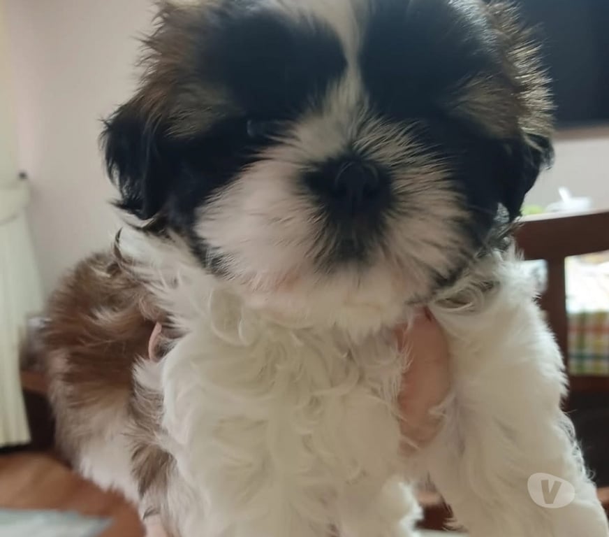 Gatos en Venta Osorno Osorno - Fotos de Cachorros Shih tzu