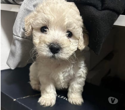 Perros en Venta Antofagasta Antofagasta - Fotos de Poodle toy Antofagasta