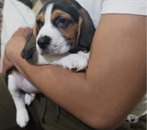 Hermosos beagles Antofagasta