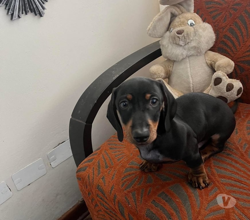 Gatos en Venta Antofagasta Antofagasta - Fotos de Cachorritos salchicha