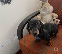 Cachorritos salchicha