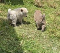 Preciosos Chow chow