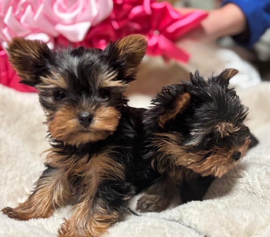 Gatos en Venta Antofagasta Antofagasta - Fotos de Cachorritos Yorkshire
