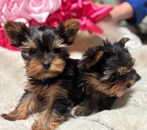 Cachorritos Yorkshire