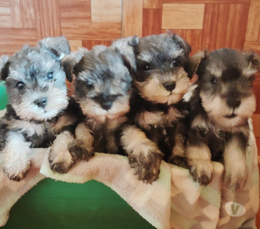 Gatos en Venta Curicó Curicó - Fotos de Schnauzer miniatura padres inscritos
