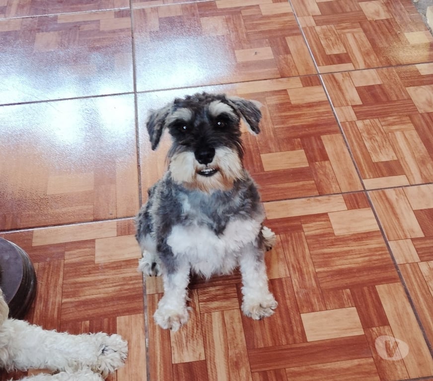 Gatos en Venta Curicó Curicó - Fotos de Schnauzer miniatura padres inscritos