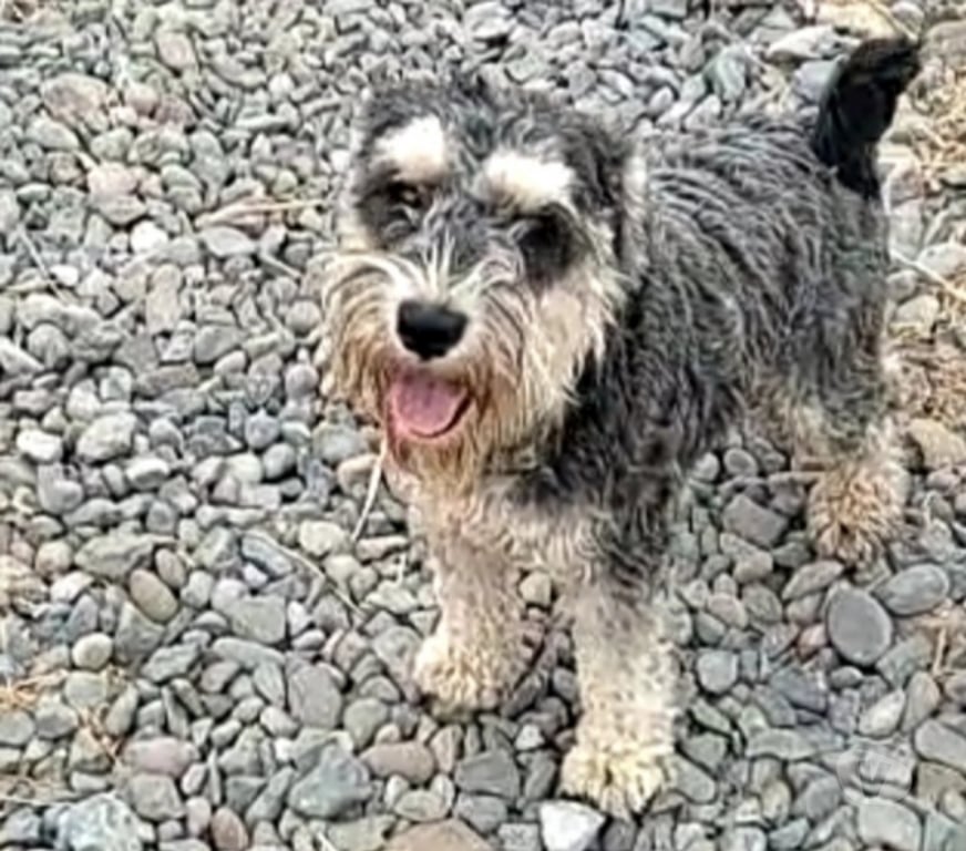 Gatos en Venta Curicó Curicó - Fotos de Schnauzer miniatura padres inscritos