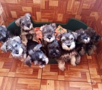 Schnauzer miniatura padres inscritos