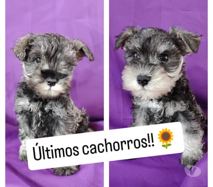 Mascotas en Chile Curicó Curicó - Fotos de Schnauzer miniatura padres inscritos