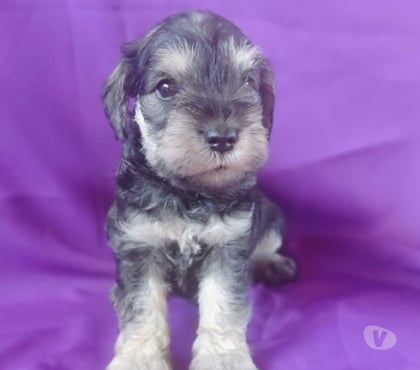 Mascotas en Chile Curicó Curicó - Fotos de Schnauzer miniatura padres inscritos