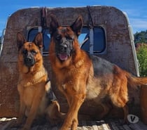 Pastores alemán cachorros