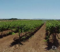 VENDO VIÑA COMPLETA CON BODEGA VINIFICACIÓN COMPLETA