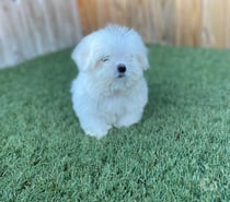 Maltés Bichon maltés