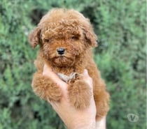 Cachorros poodle toy apricot