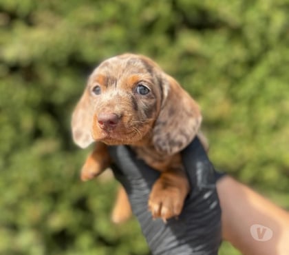 Venta de Mascotas Viña del Mar Valparaíso - Fotos de Cachorros salchichas chocolate