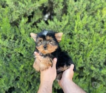 Cachorros Yorkshire terrier