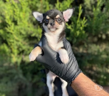 Perros en Venta Viña del Mar Valparaíso - Fotos de Raza chihuahuas